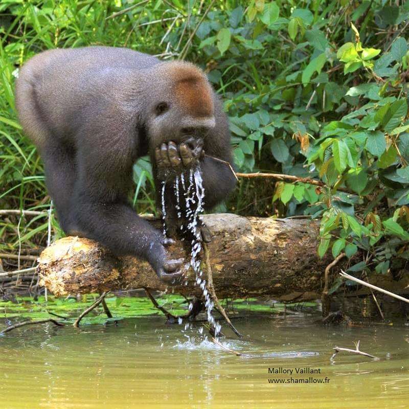 Gorille en train de boire le long d'un fleuve à la Lékédi au Gabon